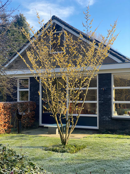 Nucul vrajitoarelor "Arnold Promise" / Hamamelis x intermedia"Arnold Promise"/