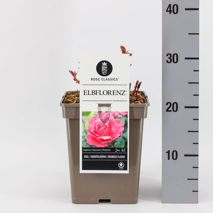 Trandafir teahibrid "Elbflorenz" – / Rosa HT "Elbflorenz"/