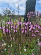 Verbena hasata "Rosea" - Gradina Noastra