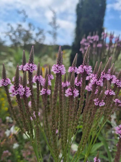 Verbena hasata "Rosea" - Gradina Noastra