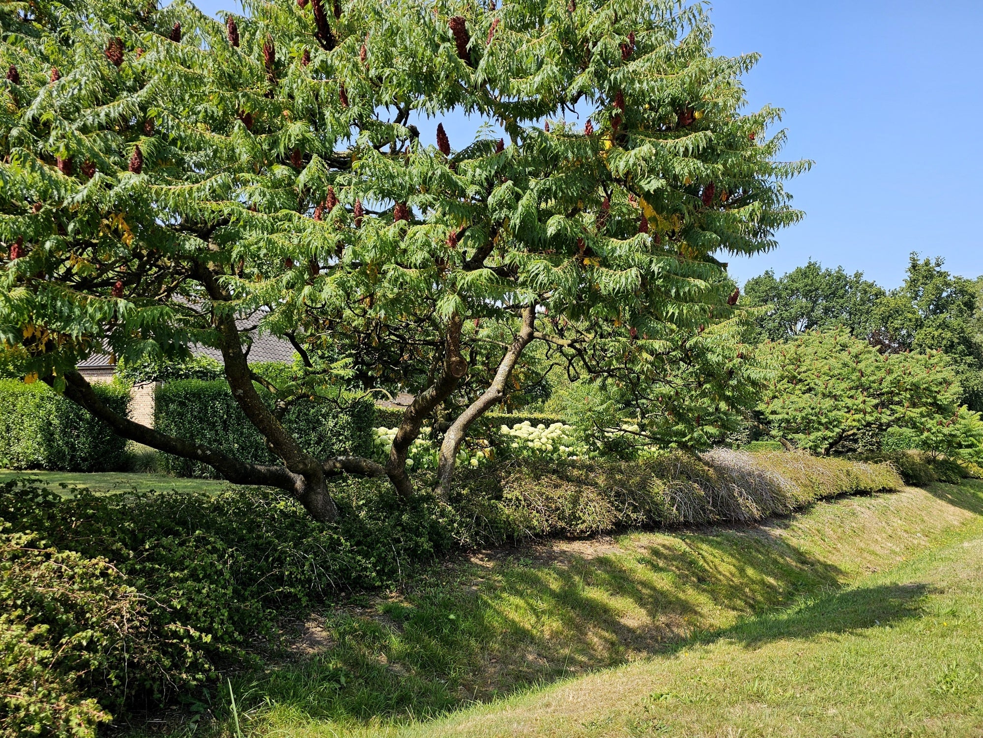 Otetar rosu "Dissecta" / Rhus typhina "Dissecta" /