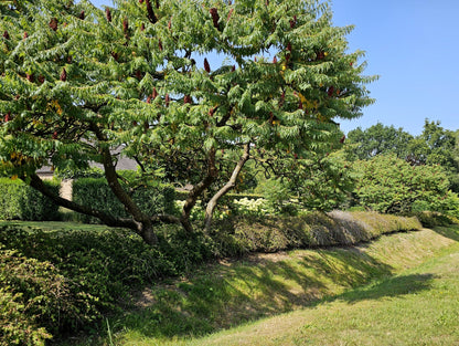 Otetar rosu "Dissecta" / Rhus typhina "Dissecta" /