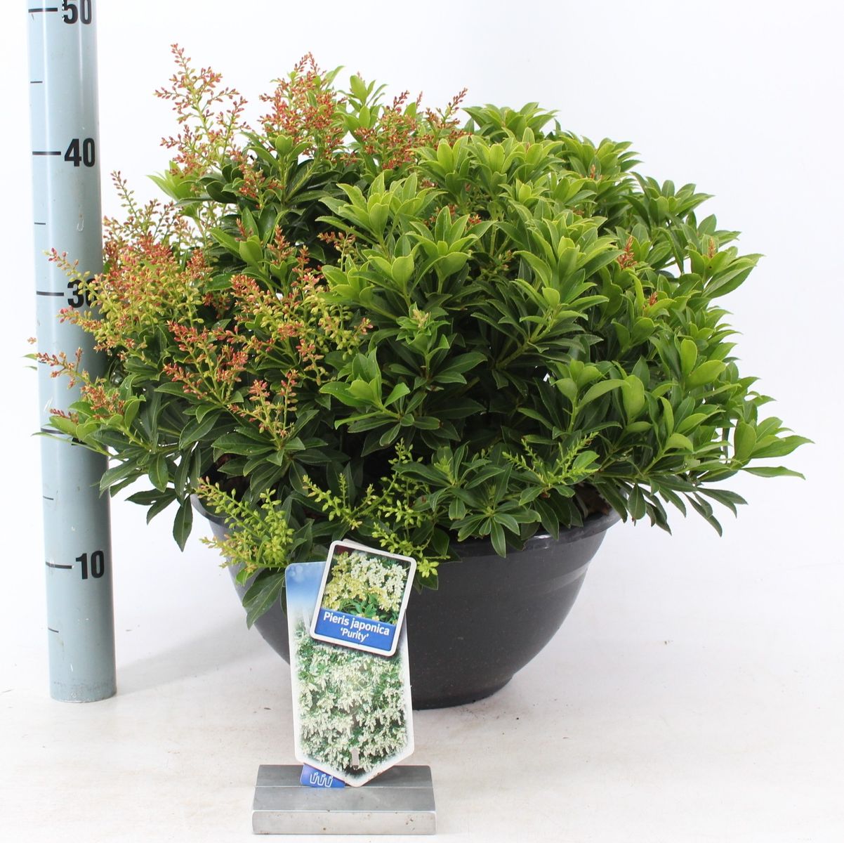 Andromeda japoneza vas 7.5 L mix/pret pe buc  / Pieris "Flaming Silver"/ Pieris japonica "Prelude"/Pieris japonica "Mountain Fire"/