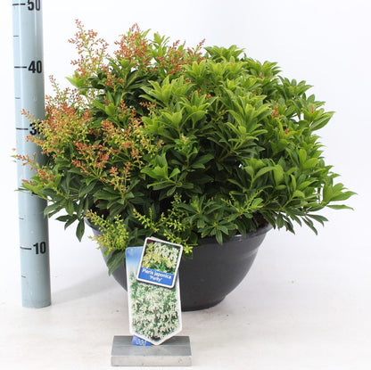Andromeda japoneza vas 7.5 L mix/pret pe buc  / Pieris "Flaming Silver"/ Pieris japonica "Prelude"/Pieris japonica "Mountain Fire"/