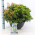 Andromeda japoneza vas 7.5 L mix/pret pe buc  / Pieris "Flaming Silver"/ Pieris japonica "Prelude"/Pieris japonica "Mountain Fire"/ - Gradina Noastra