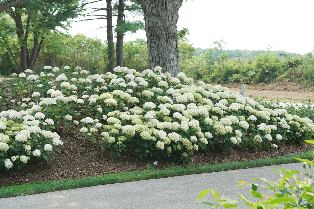 Hortensia " Bellaragazza Blanchetta" / Hydrangea arborescens "Bellaragazza Blanchetta"/
