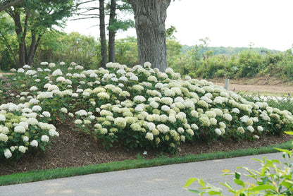 Hortensia " Bellaragazza Blanchetta" / Hydrangea arborescens "Bellaragazza Blanchetta"/
