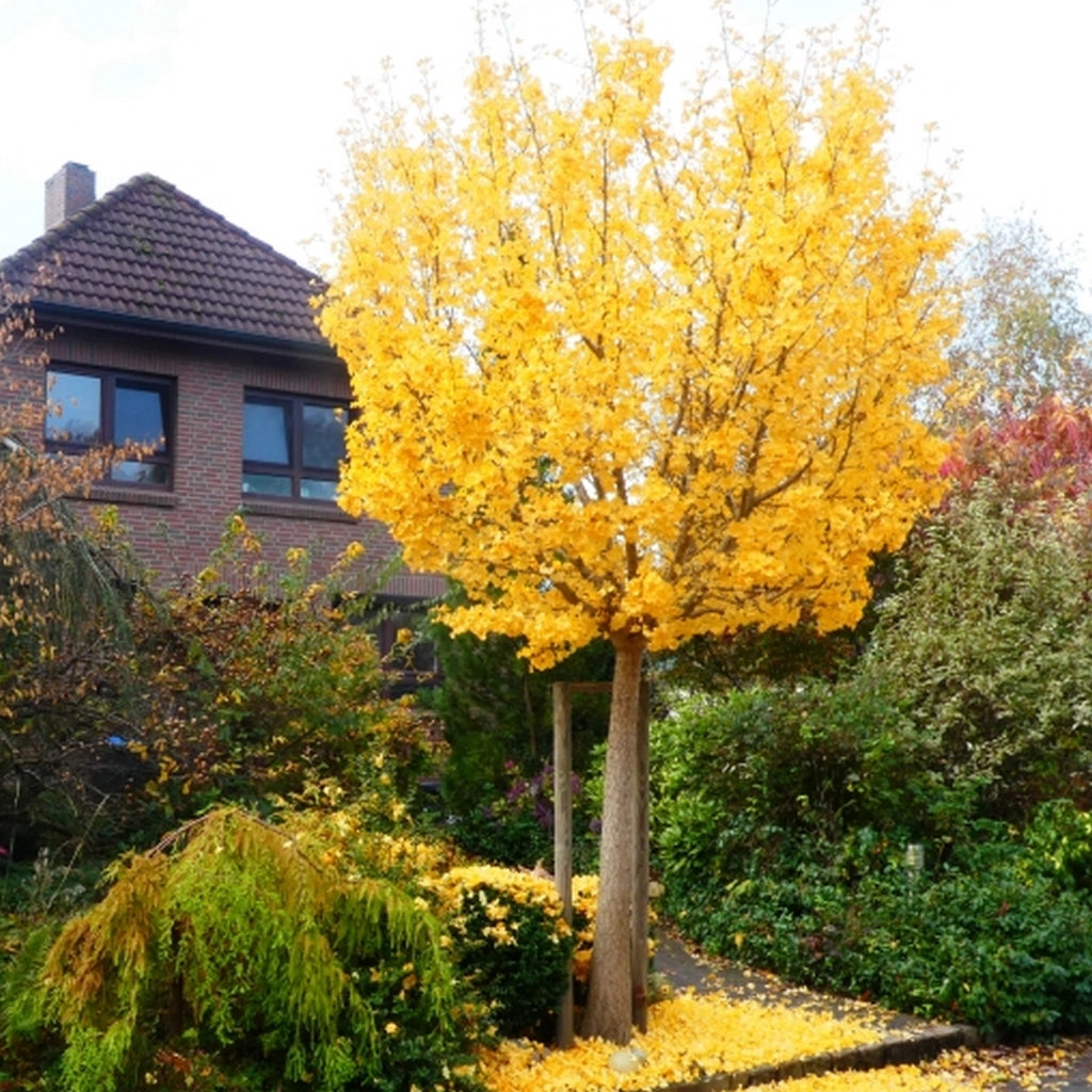 Arborele pagodelor "Mariken" / Ginko biloba "Mariken" /
