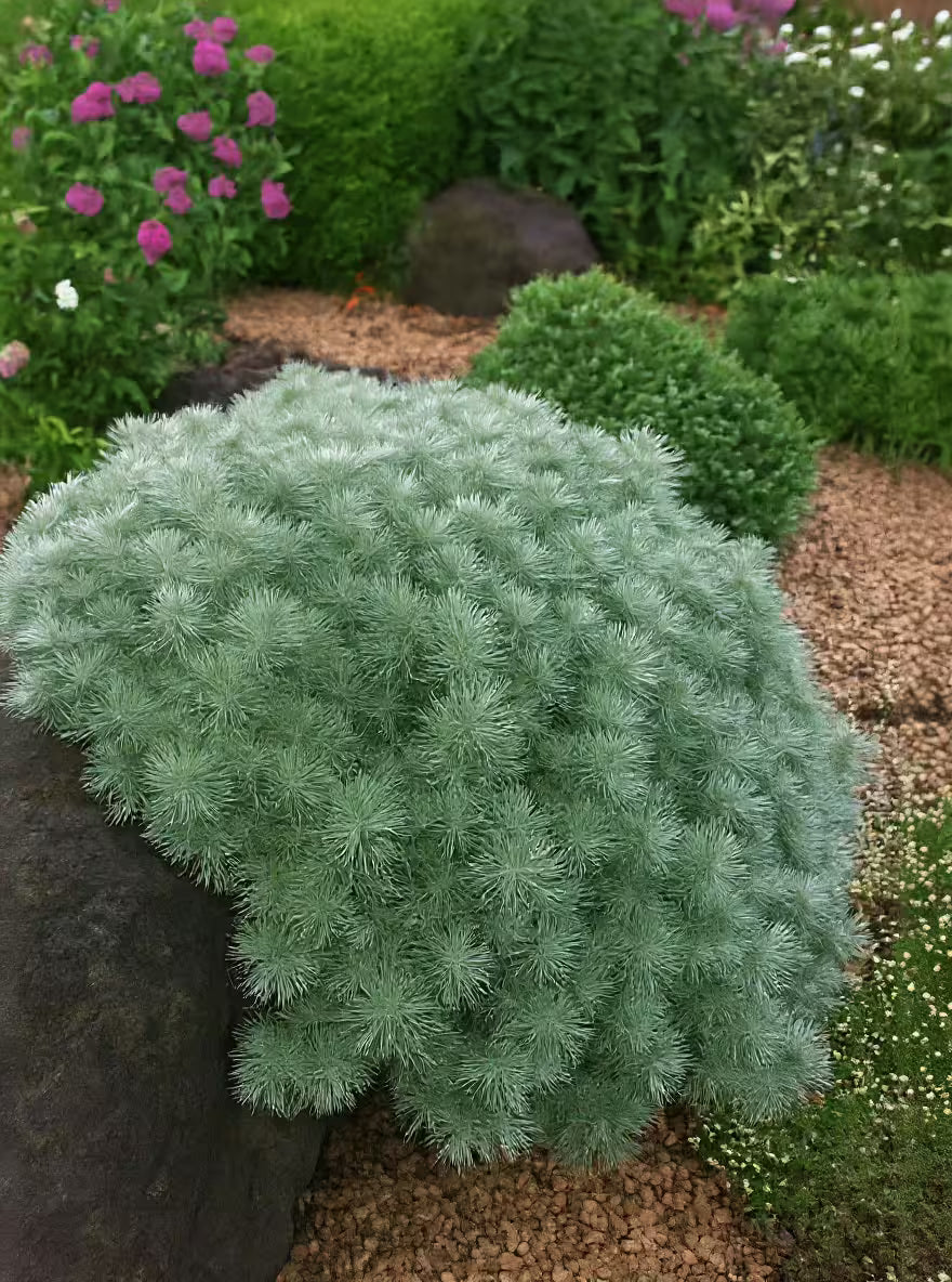 Tarhon decorativ pitic / Artemisia schmidtiana "Nana"