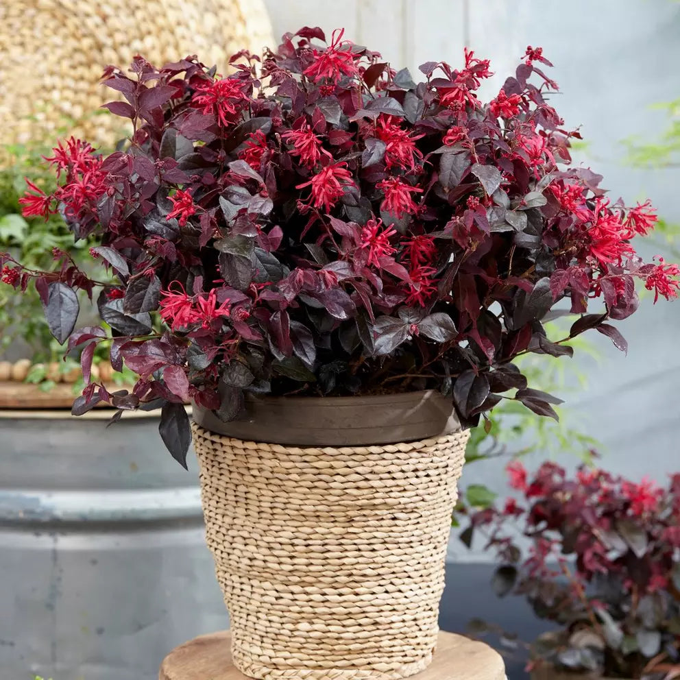 Loropetalum chinense Black Pearl minge / Loropetalum chinense "Black Pearl" /