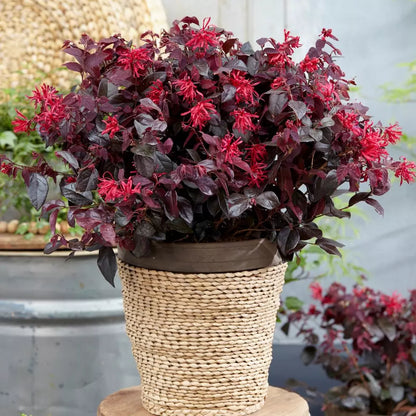 Loropetalum chinense Black Pearl minge / Loropetalum chinense "Black Pearl" /