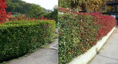 Photinia "Red Robin" tufa / Photinia serulata "Red Robin"/