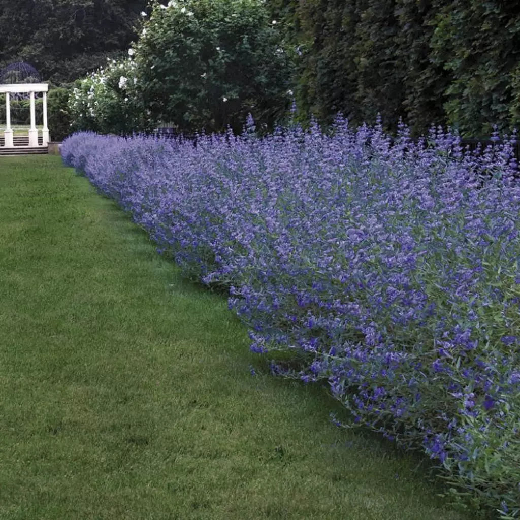 Caryopteris  ”Heavently Bleu ” 0.30 - 0.50 m / Caryopteris x clandonensis ” Heavently Bleu ” / - Gradina Noastra