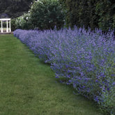 Caryopteris  ”Heavently Bleu ” 0.30 - 0.50 m / Caryopteris x clandonensis ” Heavently Bleu ” / - Gradina Noastra