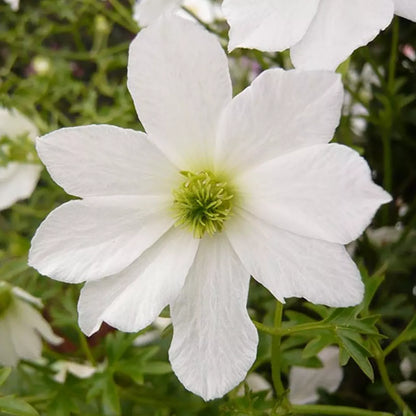 Clematis Early Sensation