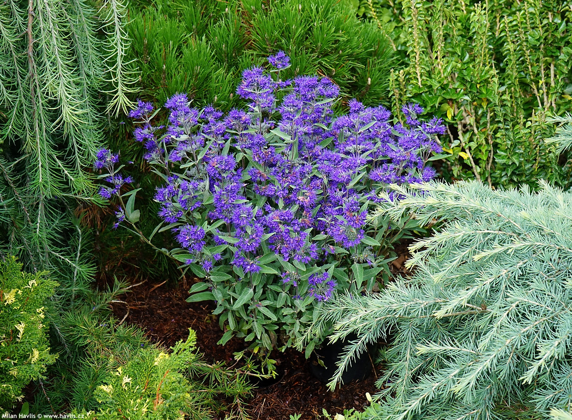 Caryopteris  ”Grand Bleu ” / Caryopteris x clandonensis ”Grand Bleu ” / - Gradina Noastra