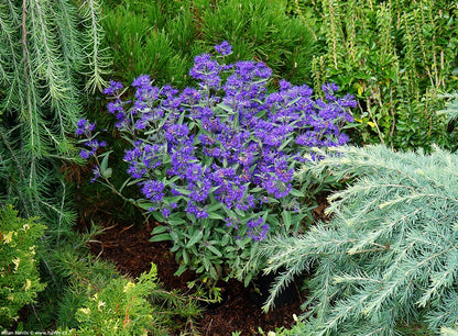 Caryopteris  ”Grand Bleu ” / Caryopteris x clandonensis ”Grand Bleu ” / - Gradina Noastra