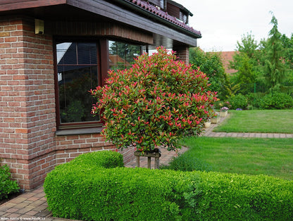 Photinia "Red Robin" pomisor /  Photinia serrulata "Red Robin" /