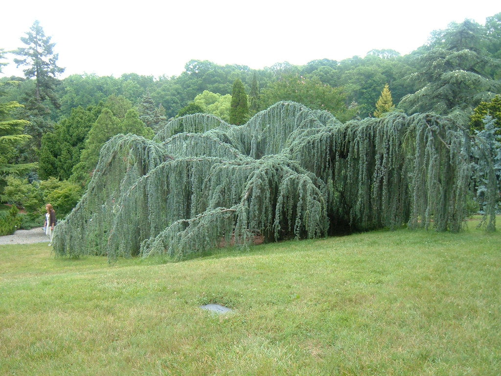 Cedru argintiu curgator arbore / Cedrus atlantica &quot;Glauca Pendula&quot; / by gradina-noastra