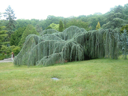 Cedru argintiu curgator arbore / Cedrus atlantica &quot;Glauca Pendula&quot; / by gradina-noastra