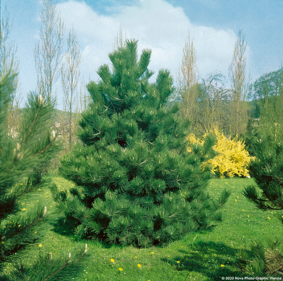 Austrian black pine tree 3.50 - 4.00 m / Pinus nigra austriaca /
