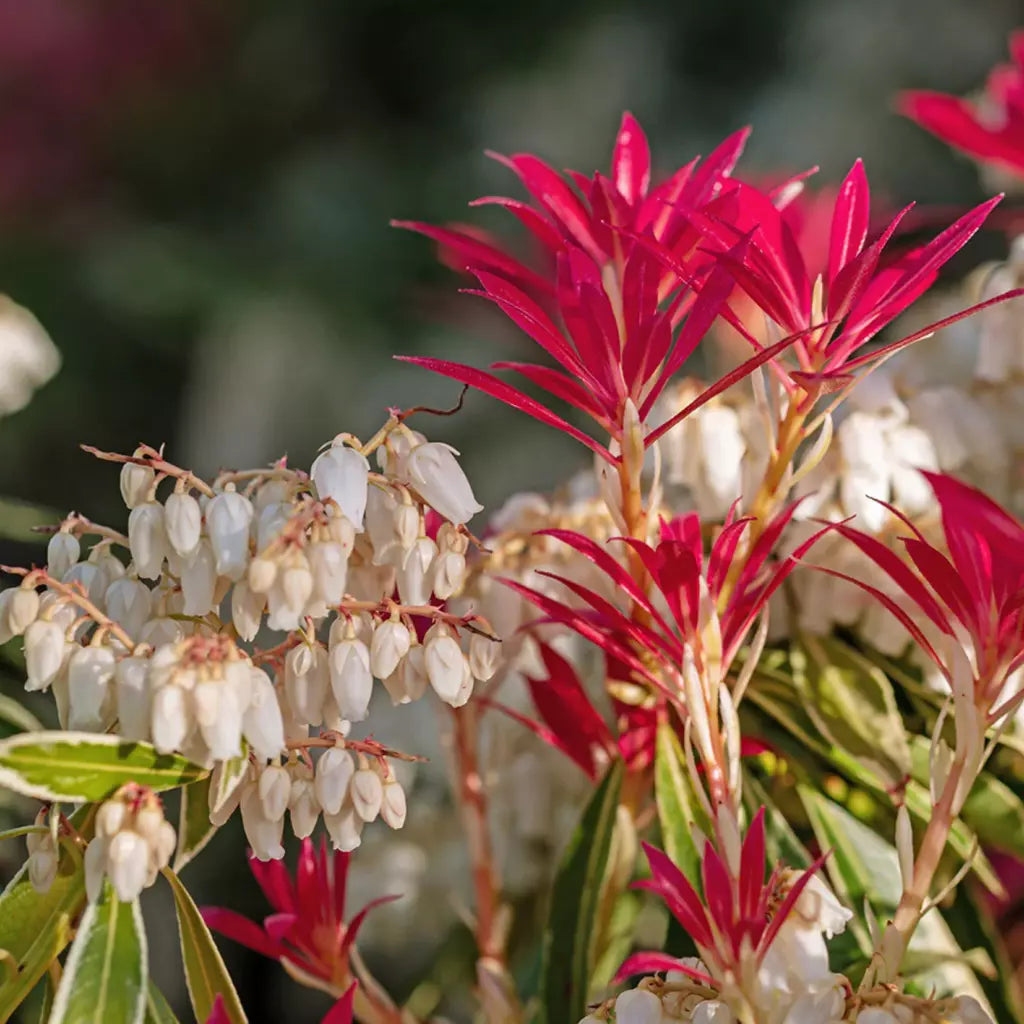 Andromeda japoneza "Flaming Silver" / Pieris "Flaming Silver"/