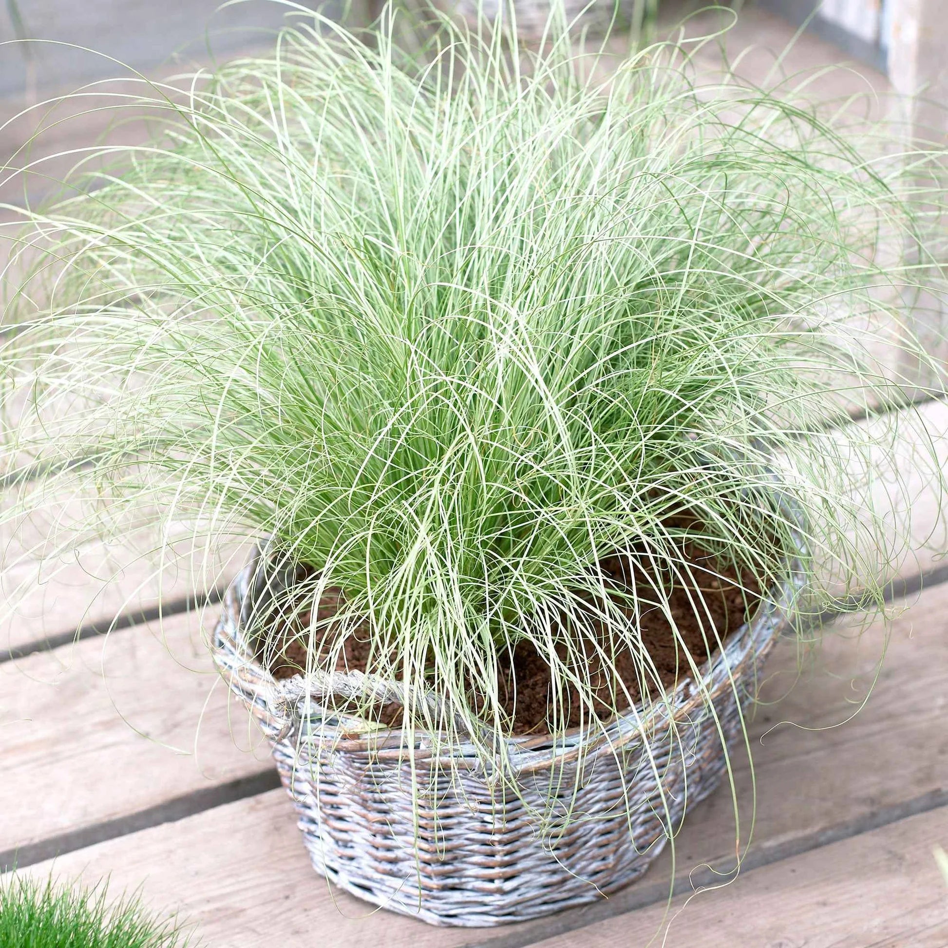 Carex morrowii "Frosted Curls"