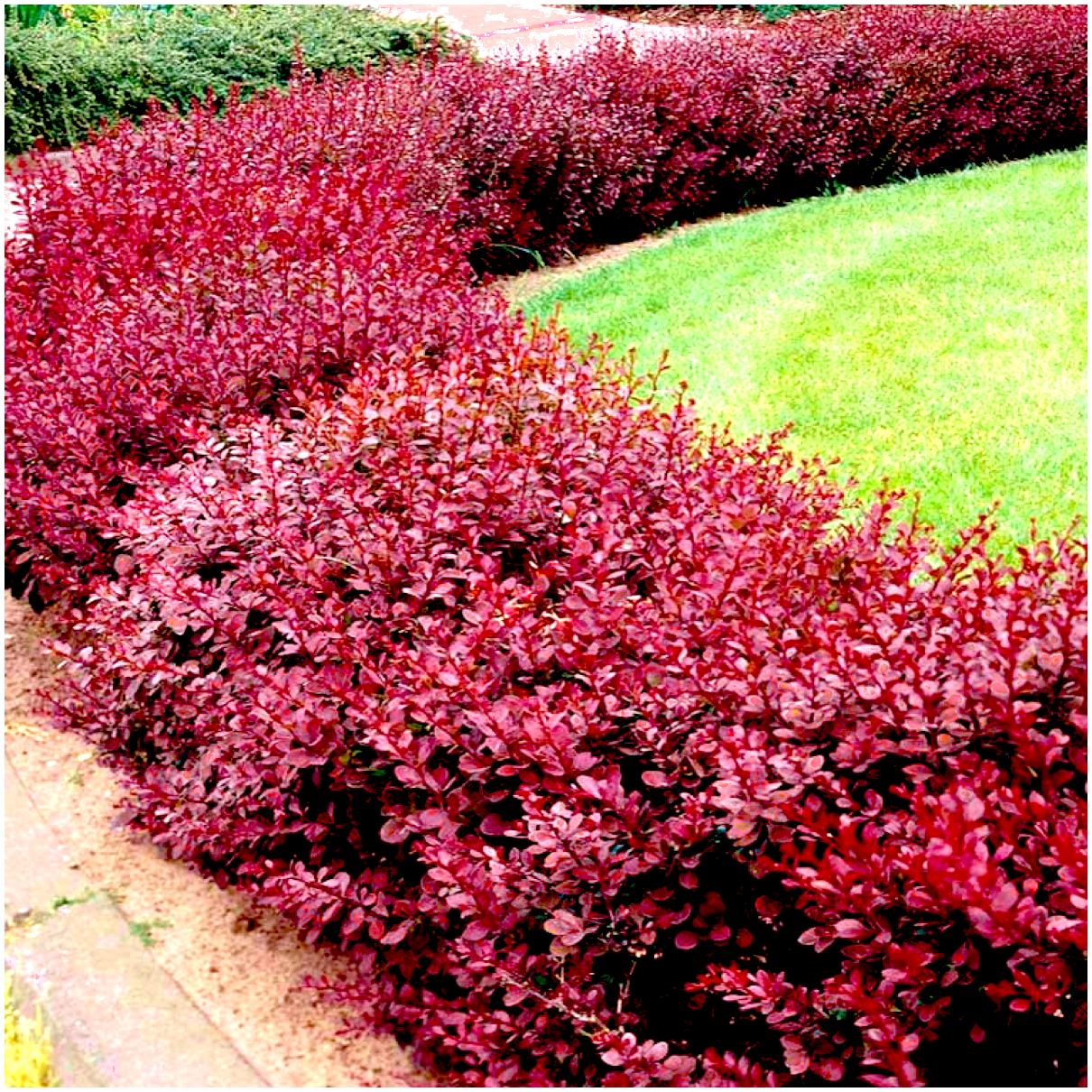 Dracila rosie "Atropurpurea Nana" /Berberis thunbergii "Atropurpurea Nana"/