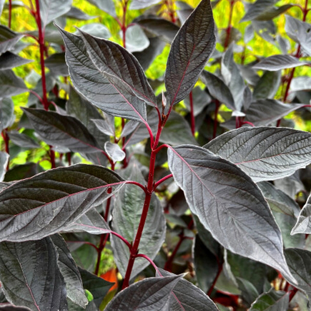 Corn „Nightfall" / Cornus alba „Nightfall"/
