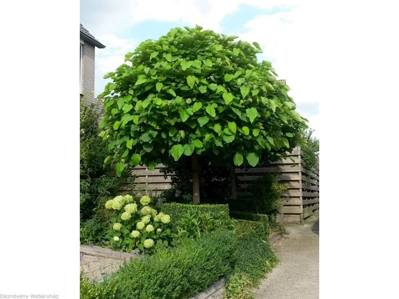 Catalpa Globulara 1.50 - 1.80 m / Catalpa bignonioides Nana / - Gradina Noastra