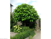 Catalpa Globulara 1.50 - 1.80 m / Catalpa bignonioides Nana / - Gradina Noastra