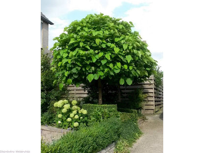 Catalpa Globulara 1.50 - 1.80 m / Catalpa bignonioides Nana / - Gradina Noastra