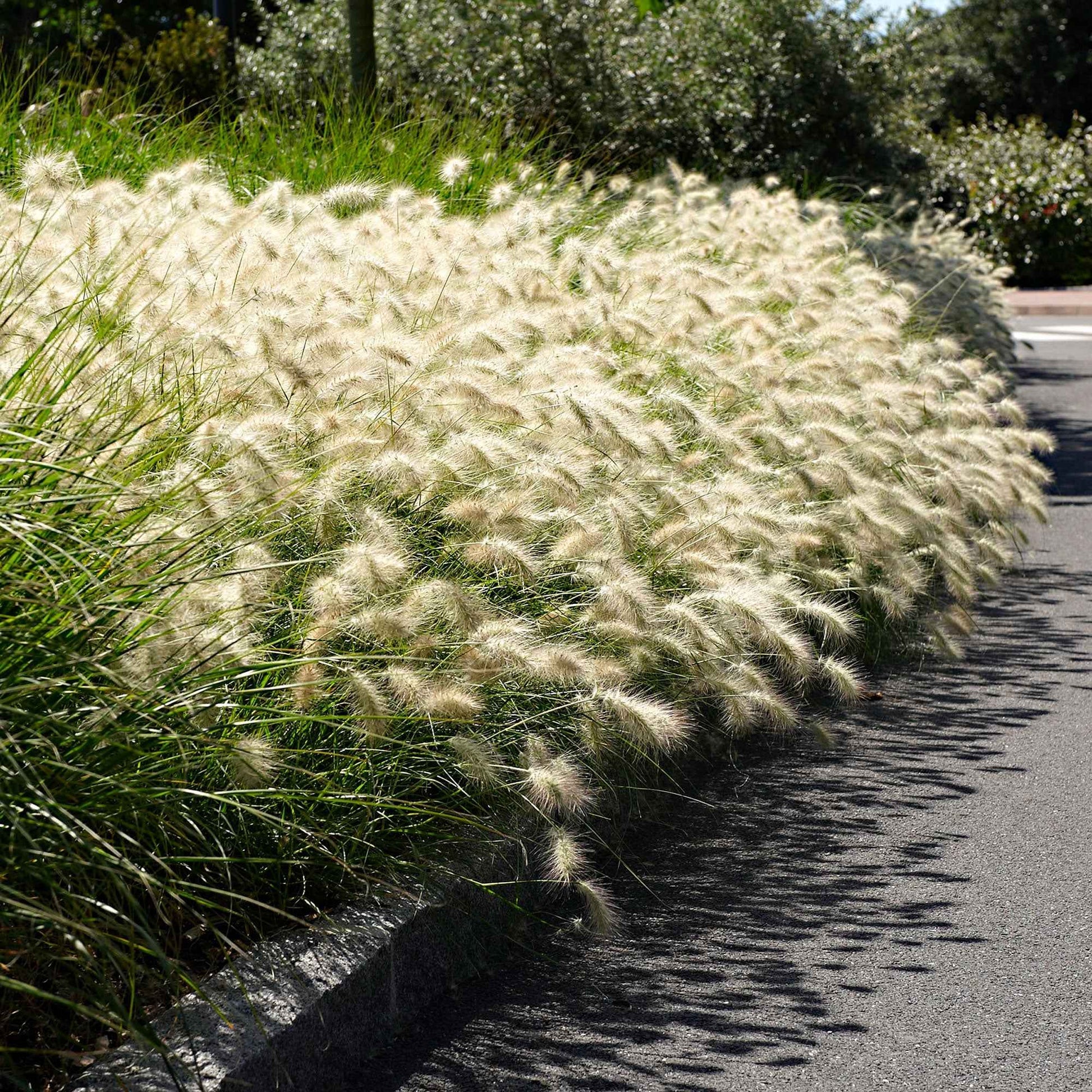 Pennisetum alopecuroides "Hameln"