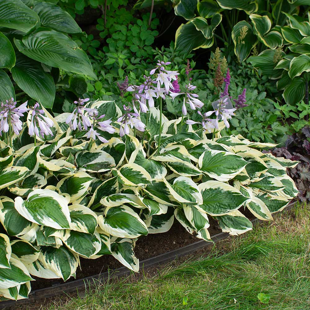 Hosta "Patriot"