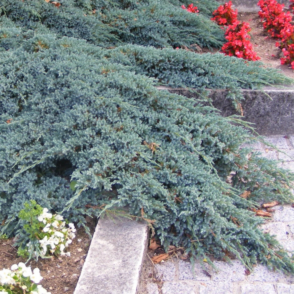 Ienupar "Blue Carpet" / Juniperus squamata "Blue Carpet"/