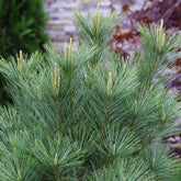 Pin strob / Pinus strobus/ by gradina-noastra