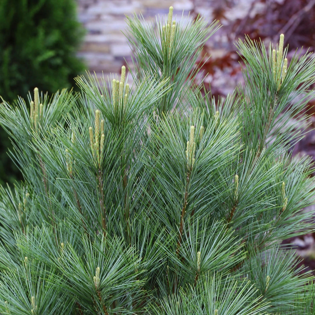 Pin strob / Pinus strobus/ by gradina-noastra