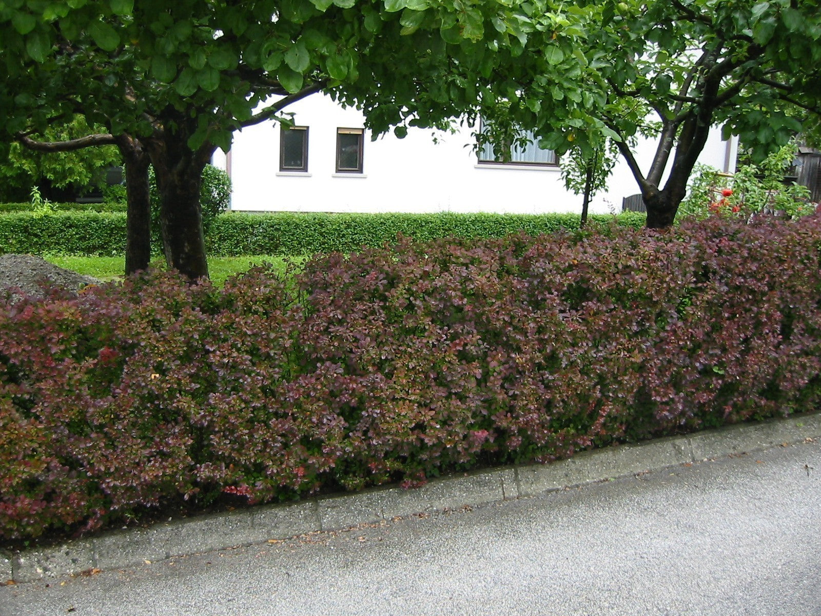 Dracila rosie „Atropurpurea” 0.40 - 0.60 m /Berberis thunbergii "Atropurpurea "/