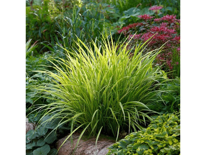 Carex morrowii "Vanilla Ice"