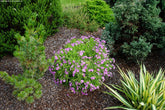 Phlox 3 culori / Phlox Subulata "Bavaria, Benita, G.F. Wilson, Fabulous Rose / - Gradina Noastra