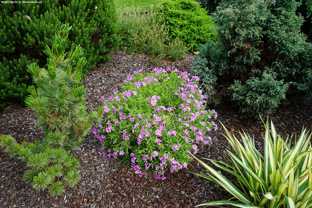 Phlox 3 culori / Phlox Subulata "Bavaria, Benita, G.F. Wilson, Fabulous Rose / - Gradina Noastra