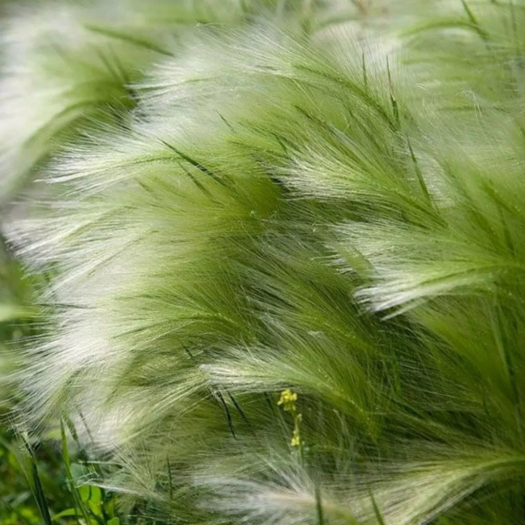 Stipa tenuissima "Pony Tails"