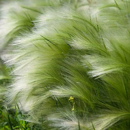 Stipa tenuissima "Pony Tails"