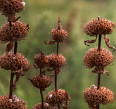 Phlomis tuberosa - Gradina Noastra