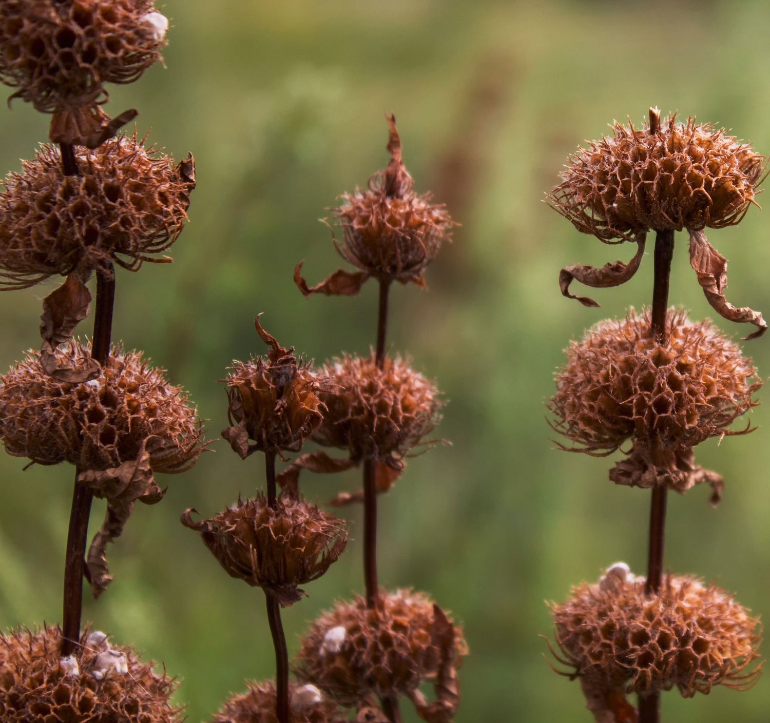 Phlomis tuberosa - Gradina Noastra