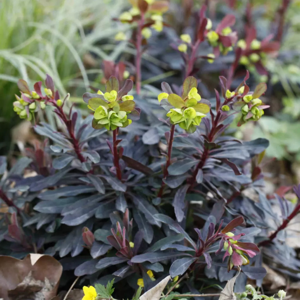 Euphorbia amygdaloides "Purpurea" by Gradina Noastra