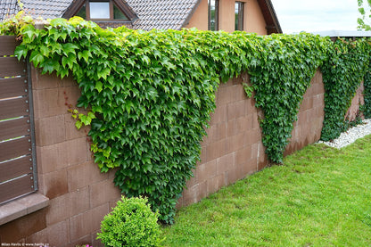 Viță de Canada 0.50 m / Parthenocissus mix /