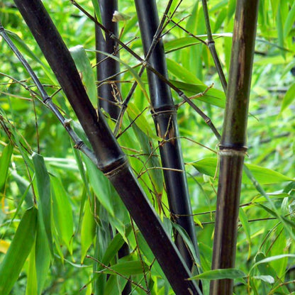 Bambus negru / Phyllostachys nigra  /