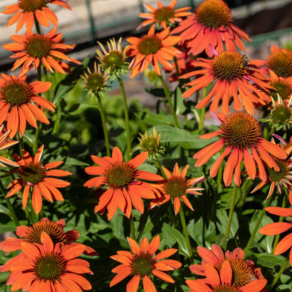 Echinacea purpurea "Lakota Orange" - Gradina Noastra