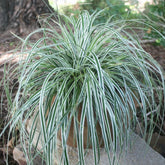 Carex morrowii "Everest" - Gradina Noastra